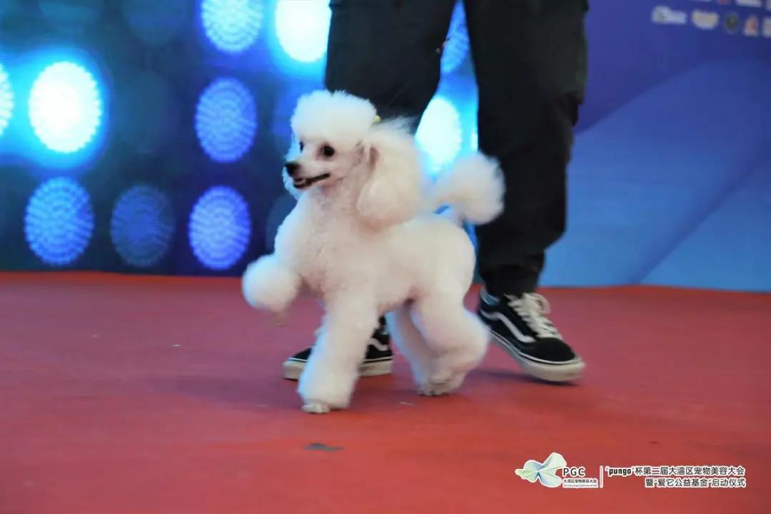 pungo瀹犵墿缇庡,瀹犵墿澶ц禌瀹岀編钀藉箷