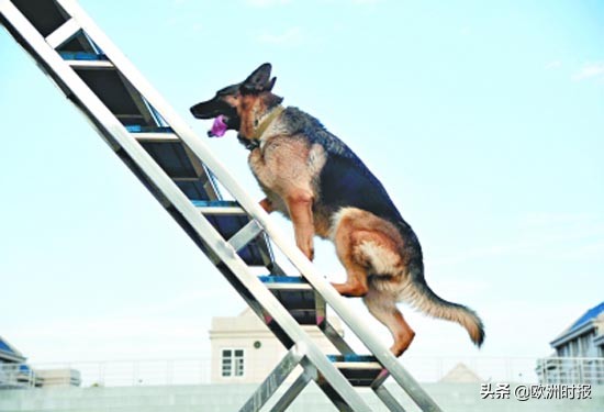 欧洲“白龙马”“啸天犬”亮相军运会，它们在中国待遇有多好？