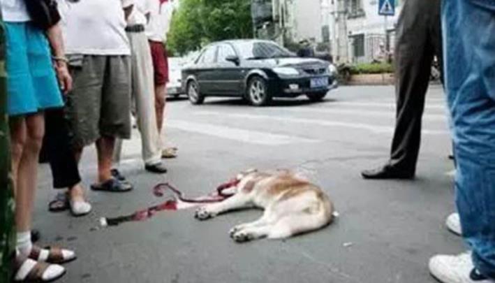车撞死猫逃跑算不算肇事逃逸,车撞死狗跑了算逃逸吗