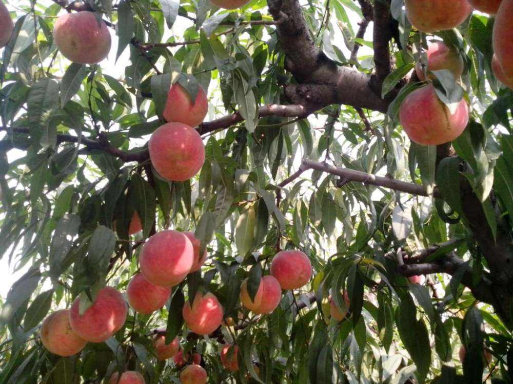 桃子成熟期腐烂是什么病怎么防治,桃子缩果病防治