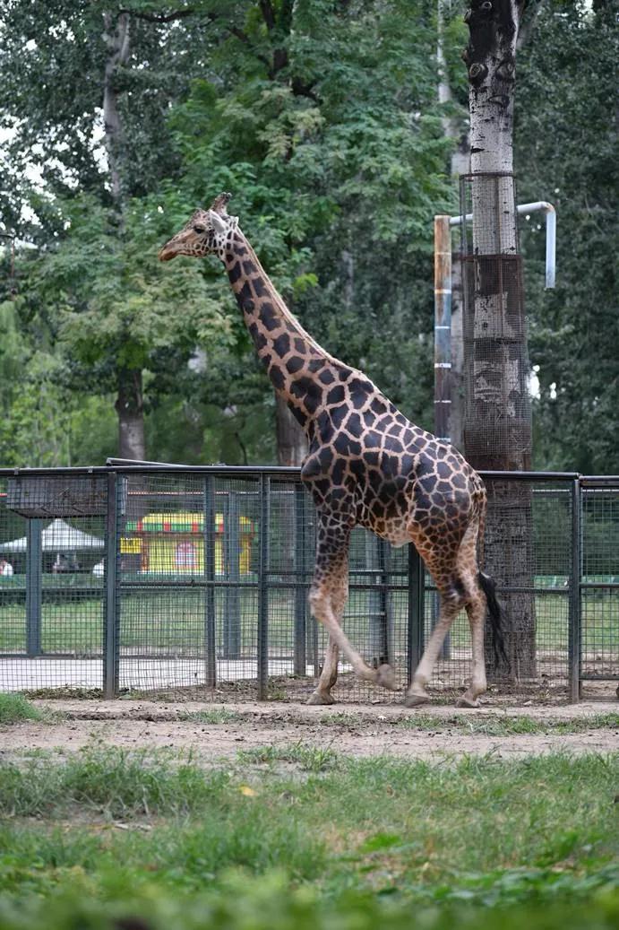 腾龙70-300mm长焦索尼微单e卡口镜头,长焦镜头腾龙