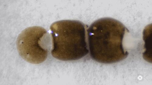 科学家发现的神秘恐怖生物,科学家发现的恐怖生物