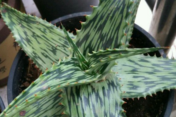 六种可以吃的芦荟品种图片图文,所有芦荟