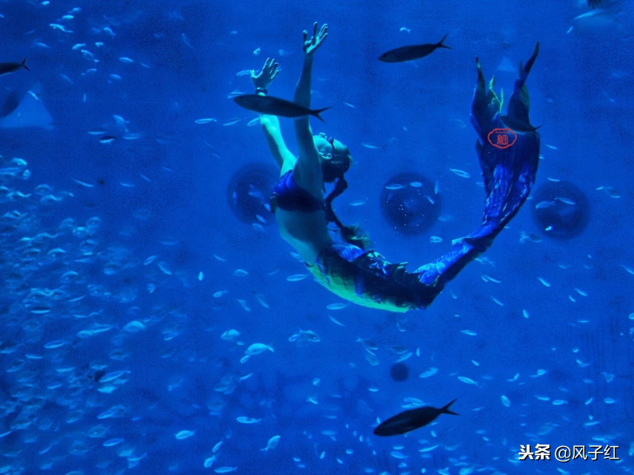 上海新地标丨海昌海洋公园一日游园玩法攻略