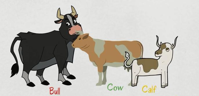 关于动物的英语单词100个带图片,英语常用词汇整理