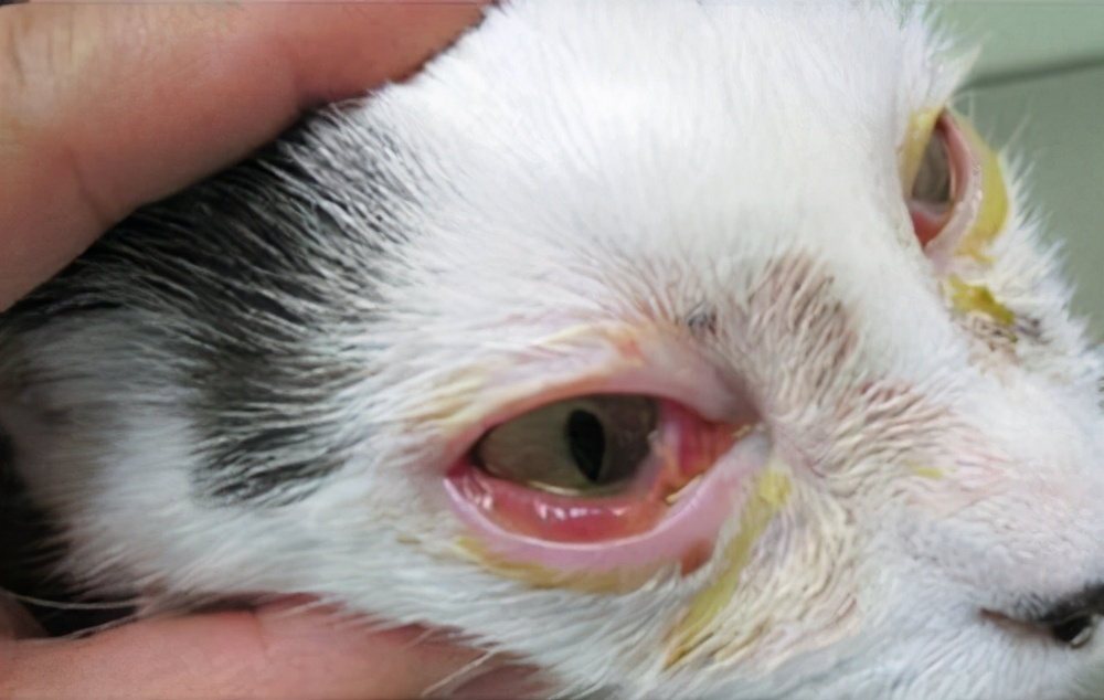 猫眼睛旁边有黑色的东西要清理吗,猫眼睛旁边黑黑的是什么东西