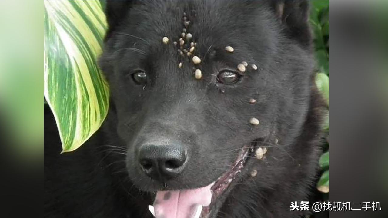 狗身上蜱虫没拔干净,蜱虫长在狗身上直接用手拔