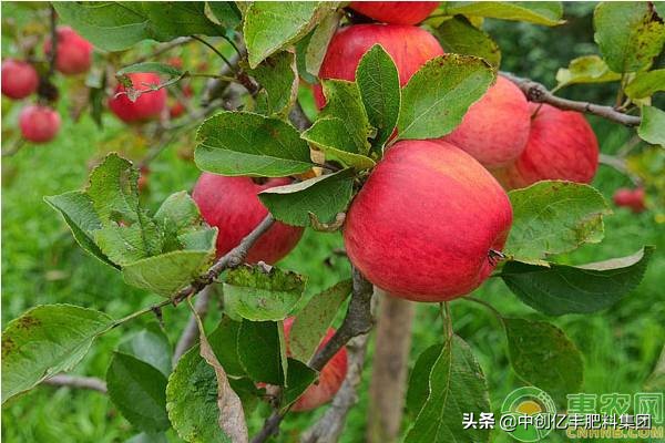 三十年红富士冬季修剪技术视频,红富士苹果树不同时期的修剪要点