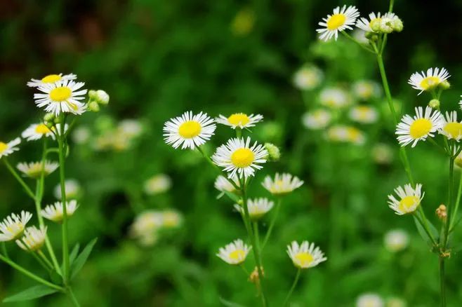 春天是苏轼笔下的什么,苏轼关于春天10首经典诗词