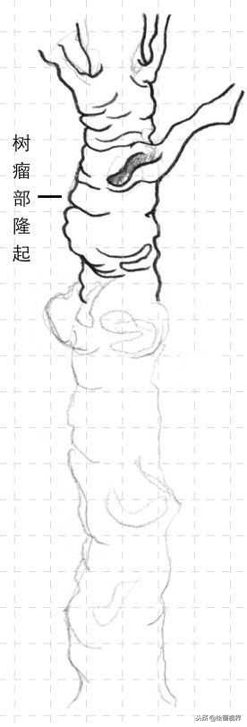 钢笔画入门教程花鸟,钢笔画入门基础教程人物