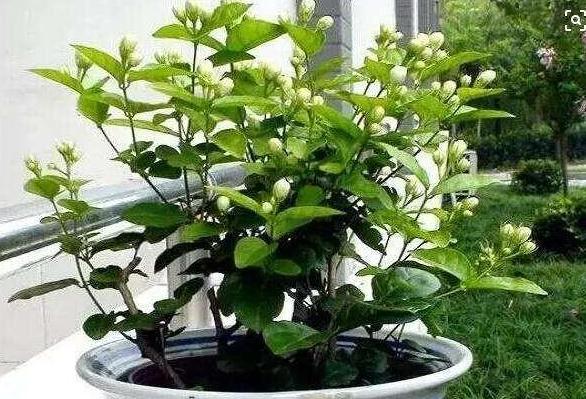 在家养花用的药,养花常见的虫子用什么药