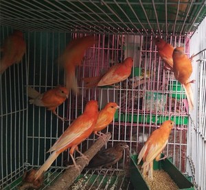 金丝雀和芙蓉鸟有区别吗,金丝鸟科普