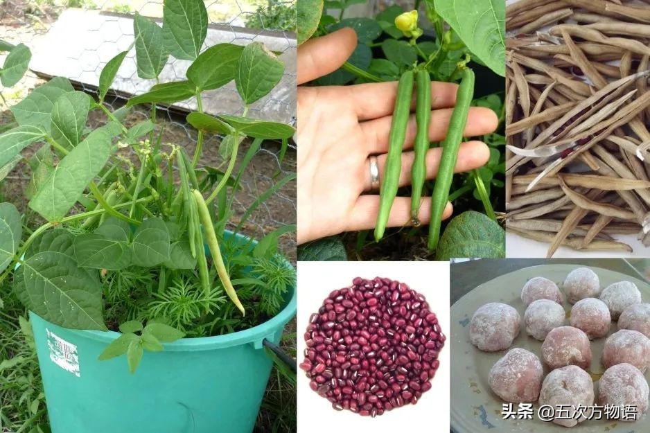 很多粮食作物原产南美洲,中国第一大粮食作物