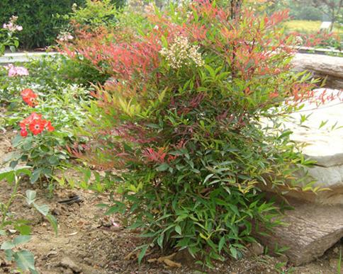 整合——28种青草药,赶快收藏备用!