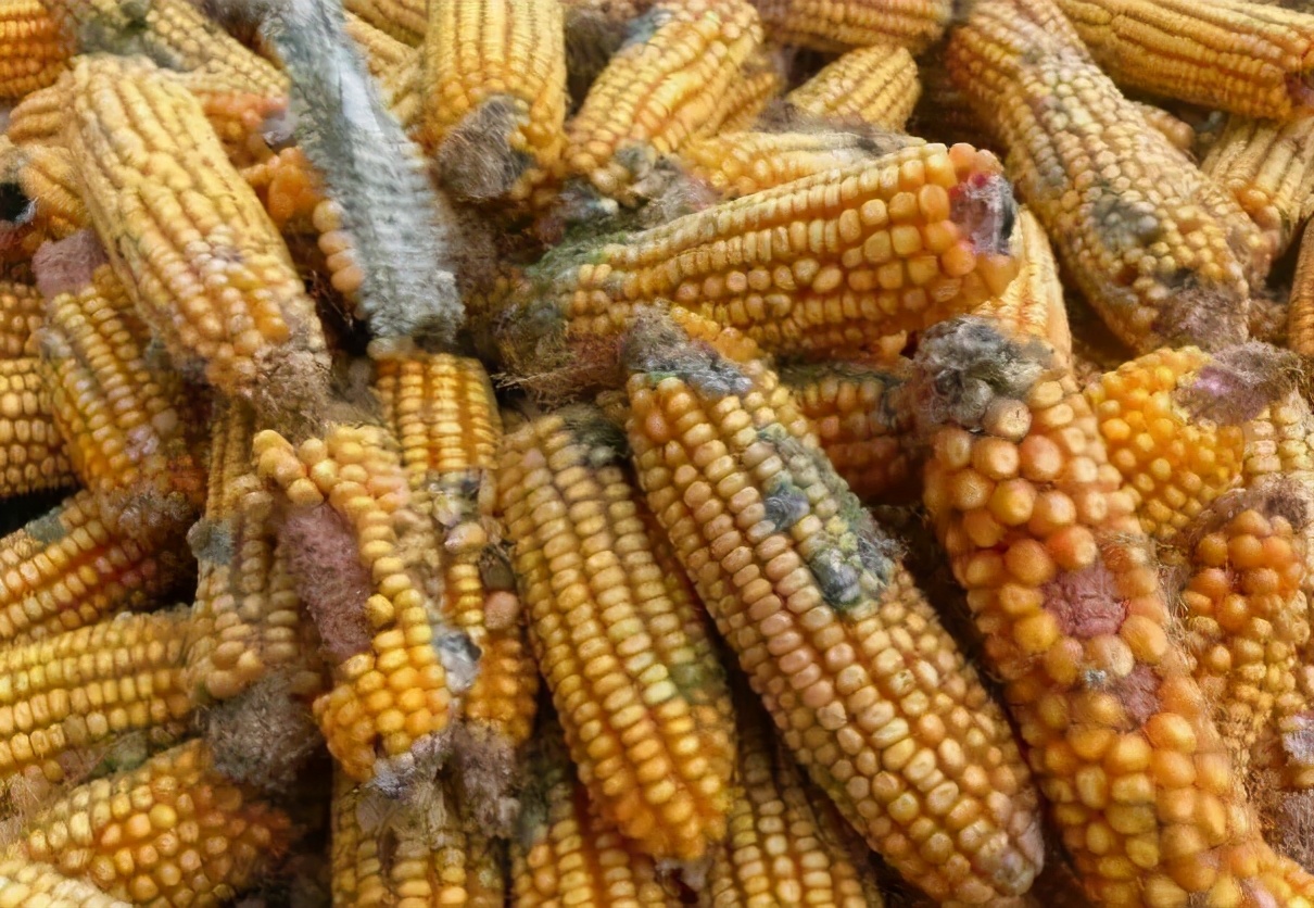 肉牛粪便过料有哪些原因？如何避免？