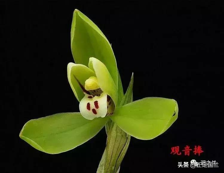 兰花知识大全100种,兰花鉴赏术语100条