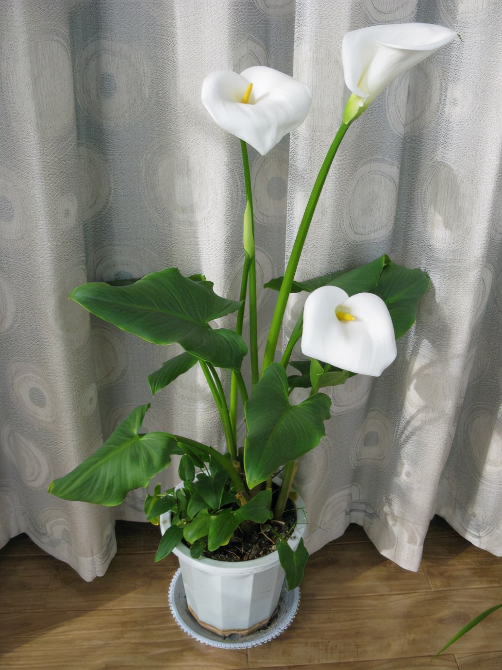 100种最毒的毒花,20种有毒的大毒花