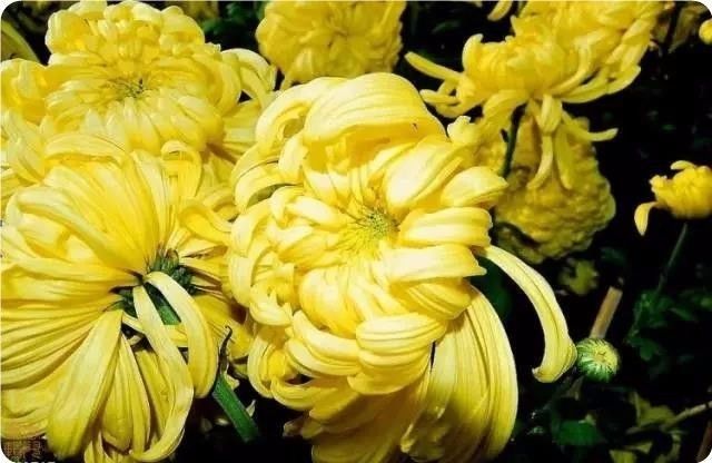 菊花100幅欣赏,菊花的十大绝美诗句