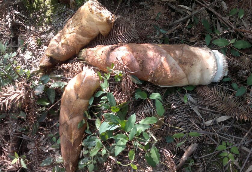 怎么挑选大笋和小笋的区别,春天笋怎么选比较嫩