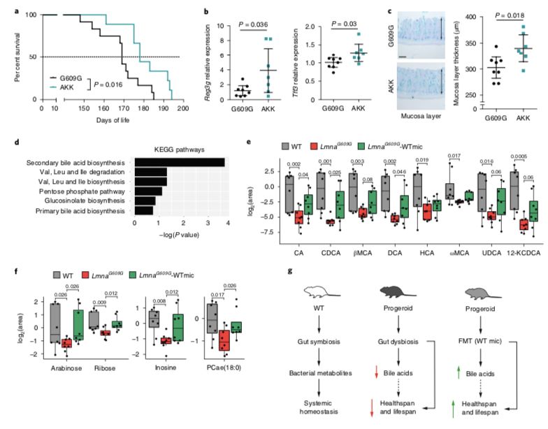 利用宿主分泌的粘蛋白“为食”的Akk菌