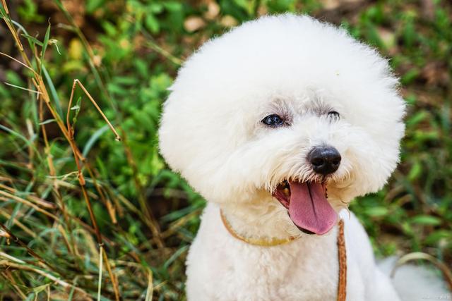 最伤狗的饲养方法是什么,养比熊犬要注意些什么