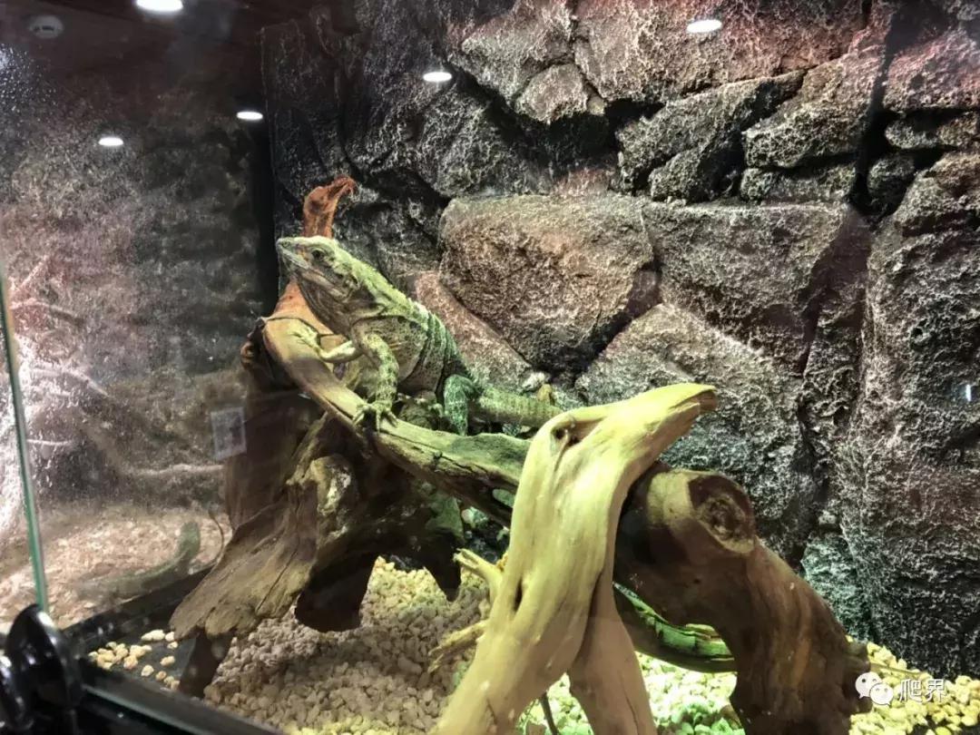 湛江爬宠店,深圳爬宠店在哪里