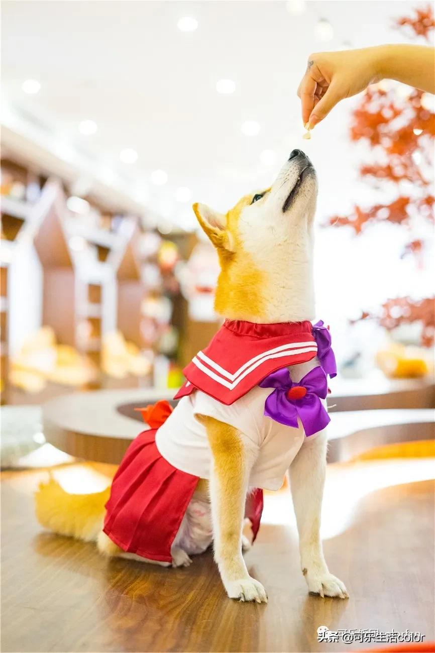 撸柴犬店广州,撸柴宠物乐园