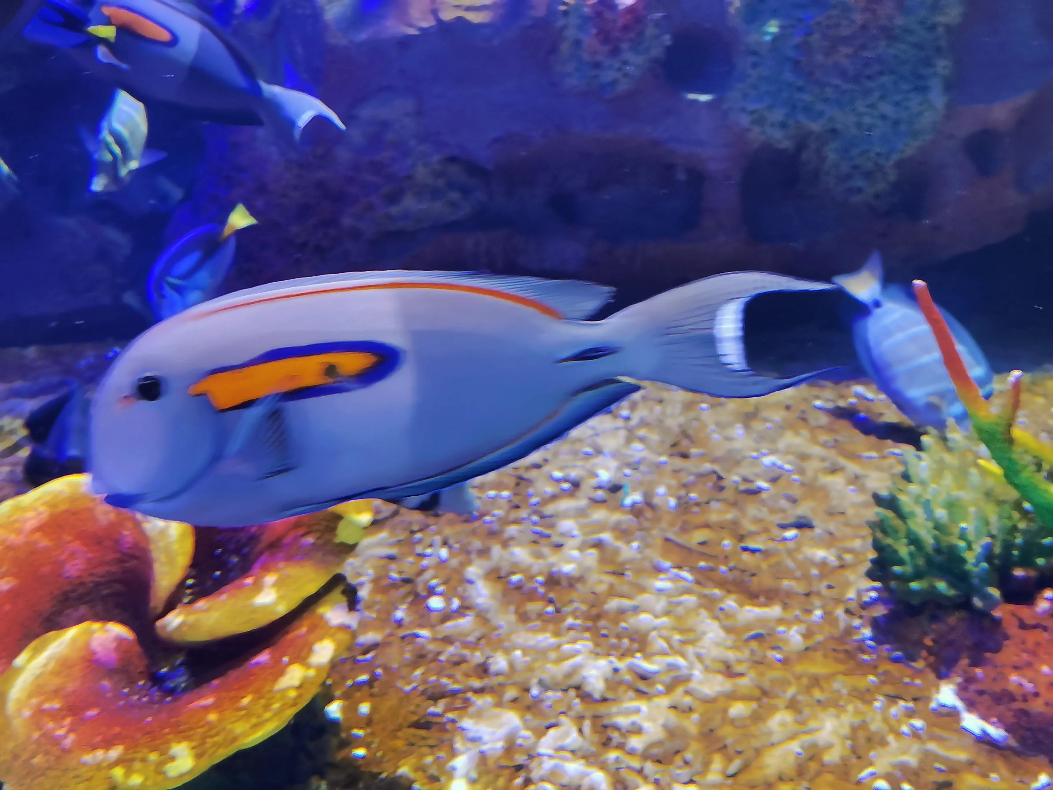 璧拌繘娴锋磱鍔ㄧ墿娴峰簳涓栫晫,鍙傝娴峰簳涓栫晫娴锋磱鍔ㄧ墿瑙嗛