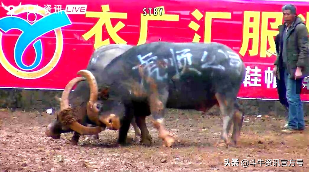 贵州甲定牛王斗牛赛,贵州斗牛牛王争霸赛2021