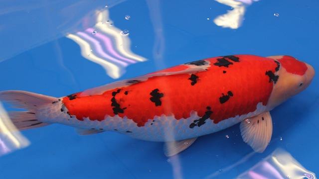 锦鲤收鳍趴缸拒食,观赏鱼锦鲤为什么沉底不游