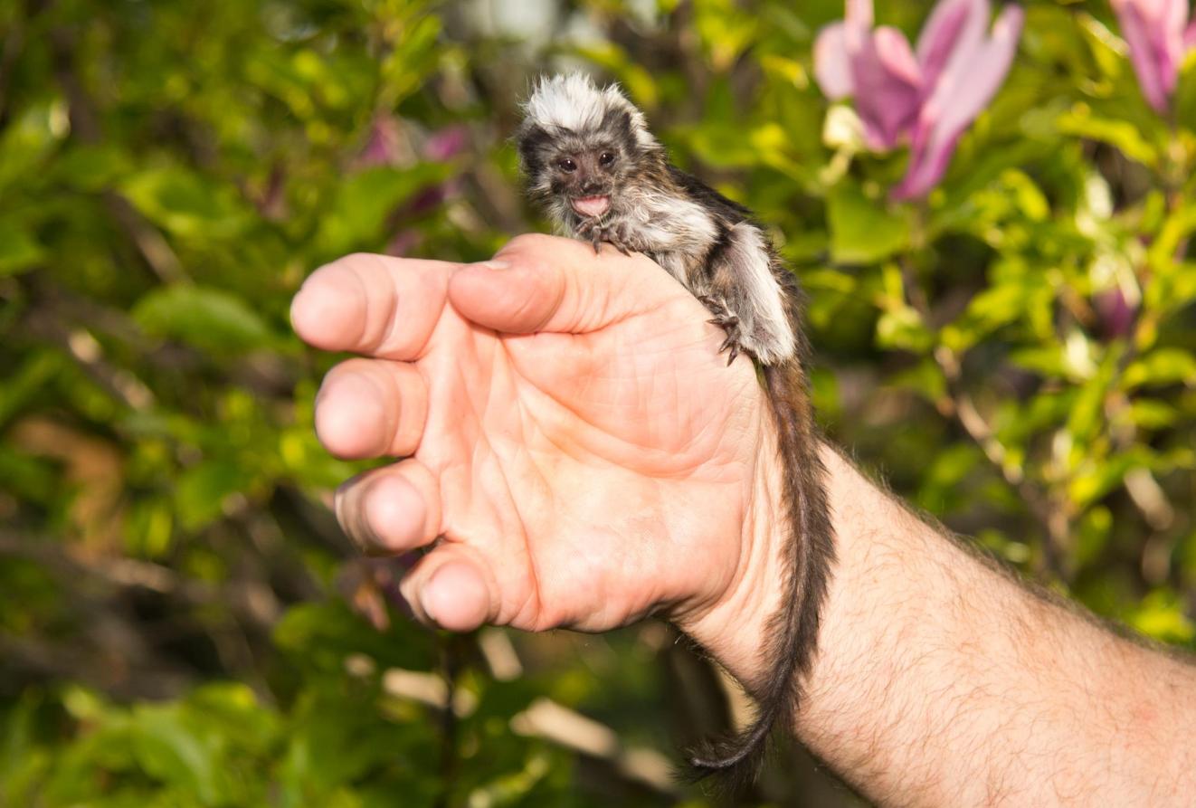 4万只到6千只，巴掌大的小猴子，也算为人类作出过不小“贡献”