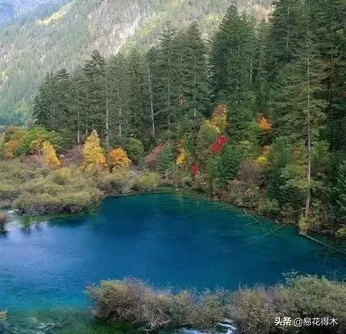 红豆杉和水杉有什么区别,红豆杉和水杉怎么辨别