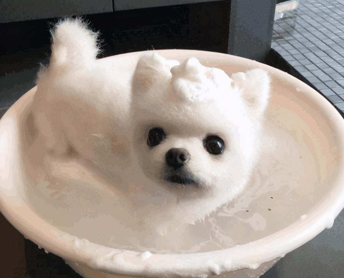 博美犬怎么养才爆毛,博美犬该怎么养毛更好