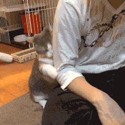 猫咪的十大坏习惯,猫咪十大常见病和预防方法