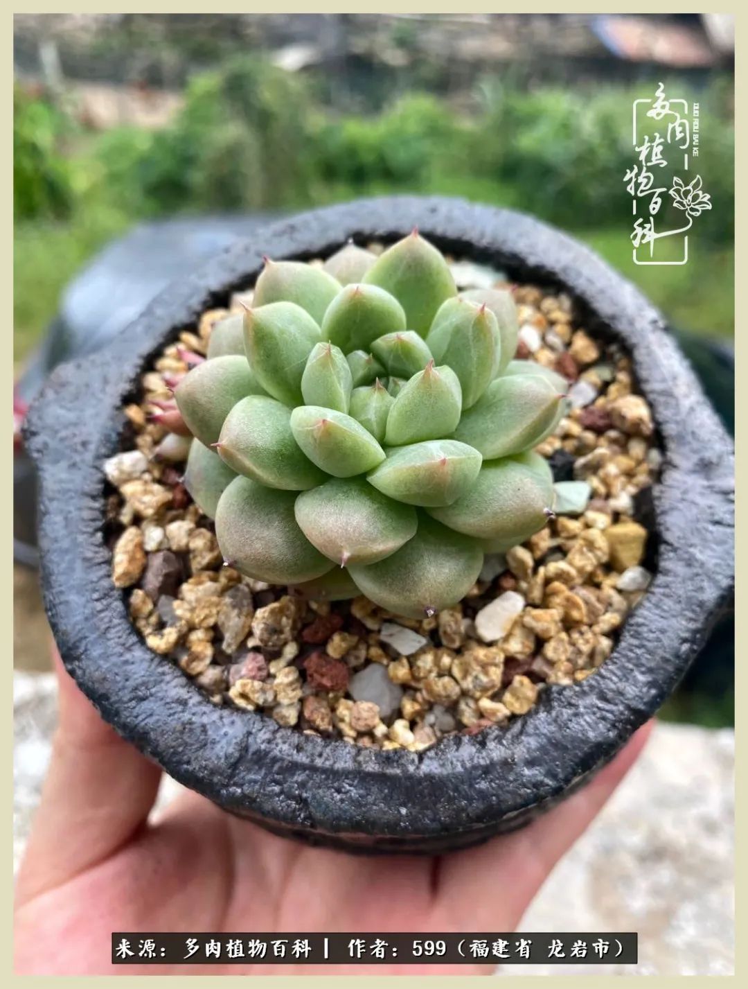 生活需要努力也需要花草,所有的热爱都需要不遗余力图片