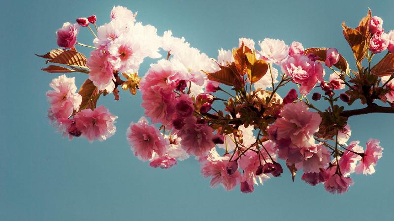 梅花香自苦寒来人生感悟,梅花香自苦寒来视频