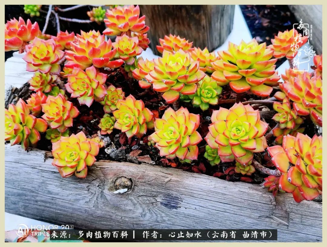 景德镇精品拇指多肉盆,轻奢多肉拇指盆3.5