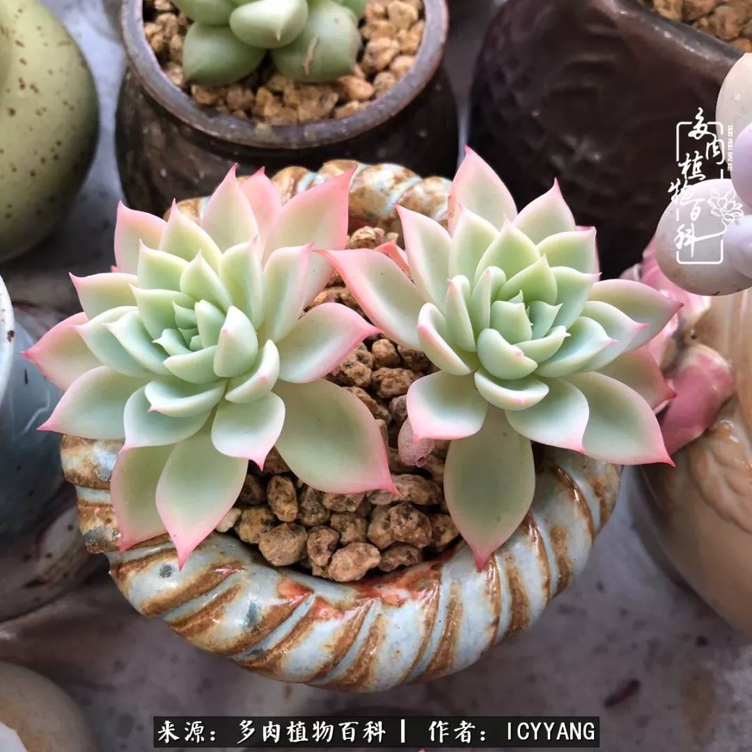 室内阳台多肉的养护方法,景天多肉养护