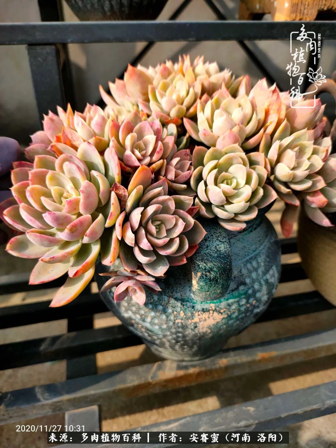 现在是多肉最美的季节,多肉最美的季节来啦