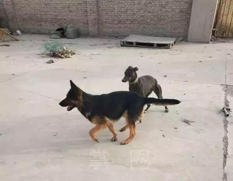 闃垮厠鑻忓啘鏋楃墽鍓笖杞,闄勮繎45宀佽嚦55宀佹嫑宸ラ樋鍏嬭嫃