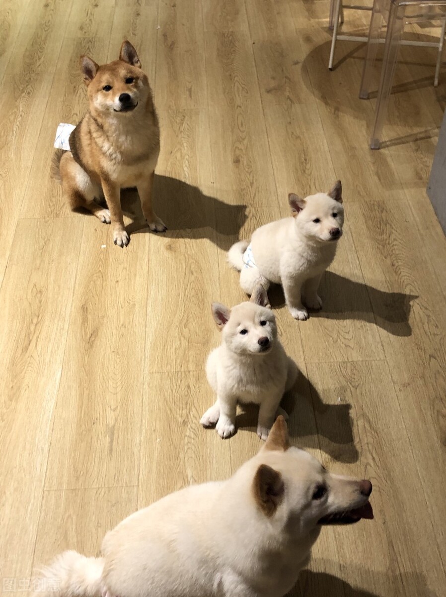 为什么不能养日本柴犬呢,柴犬有什么优点怎么那么呆萌可爱