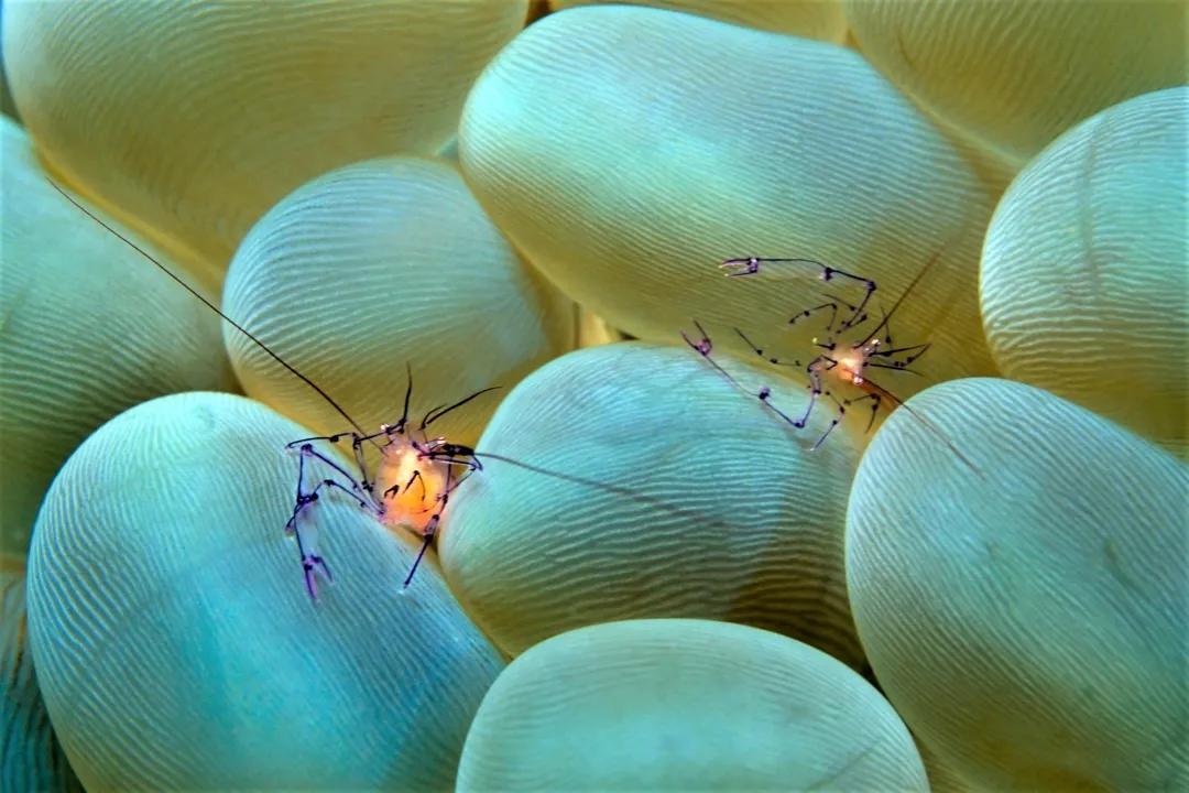 珊瑚是腔肠动物还是植物,珊瑚是植物还是动物还是礁石