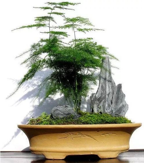 100种常见观叶植物图鉴史上最全,农村常见的100种植物