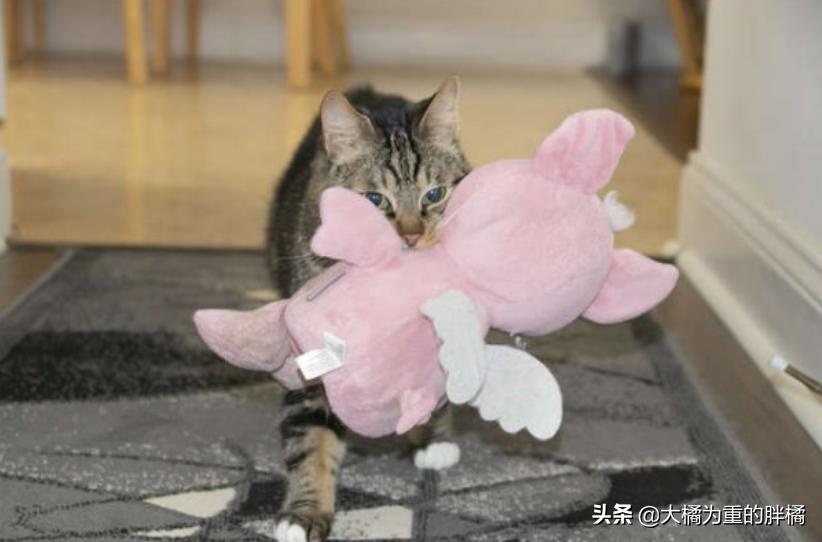 心爱的毛绒小猪被毁后，小猫又有了大堆新朋友“粉红色的我都爱”