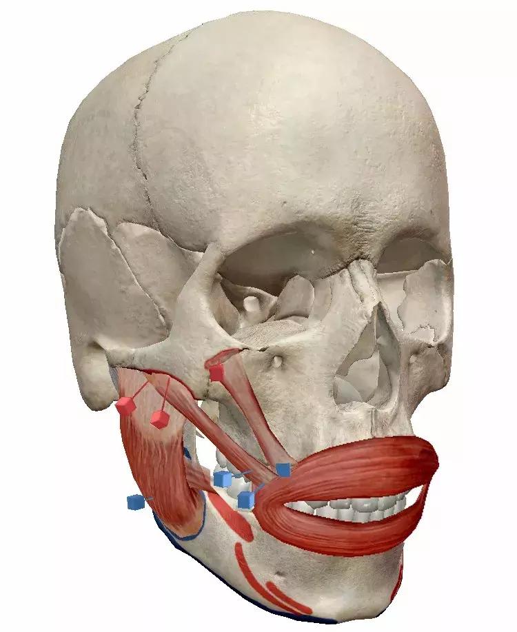正美体态矫正教学视频,颧骨外扩左右脸不匀称体态改善