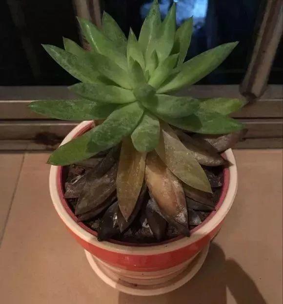 烂根的多肉可以用什么药,烂根的植物要挖出来吹干么