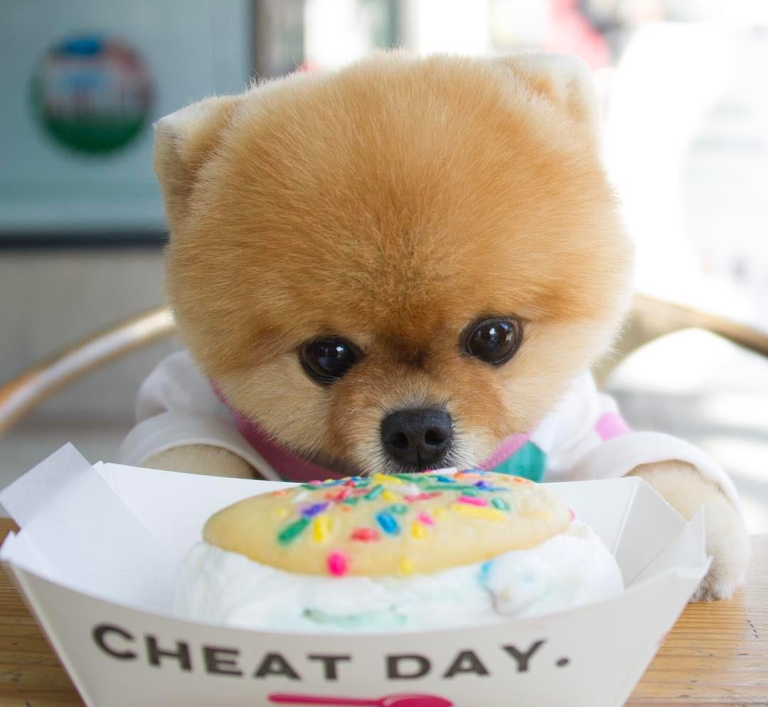 博美有必要穿鞋吗,博美不愿意穿衣服怎么办