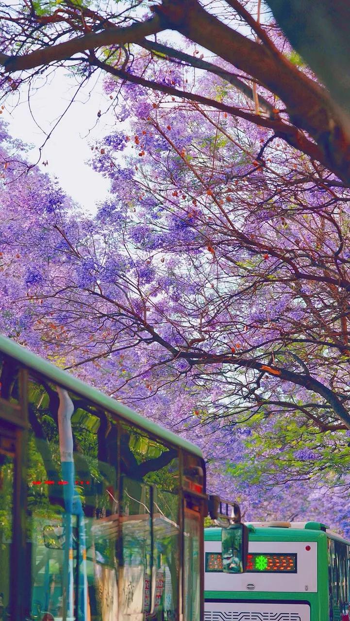 被大理丽江掩盖风头又怎样？它才是云南No.1！5月它太美了