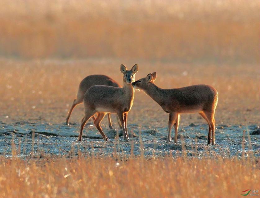你见过长獠牙的小鹿吗？它们其实很胆小——獐