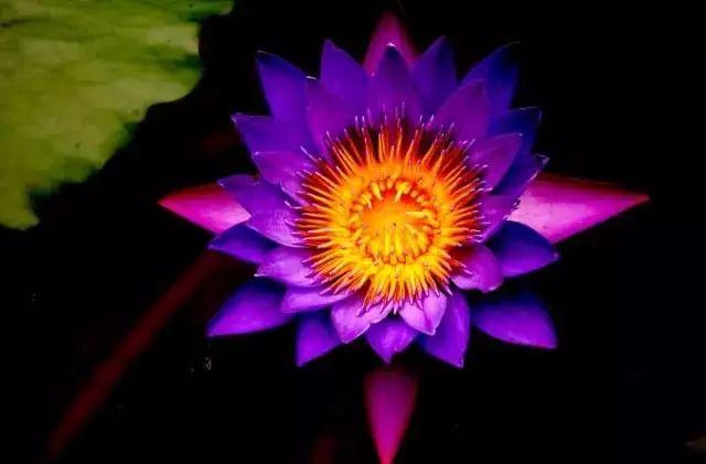 这才是世界上最贵的花卉,君子兰最便宜的花卉